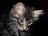 8humphrey_83t_5.jpg (139973 Byte)