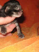 9humphrey_1wo_1.jpg (112393 Byte)