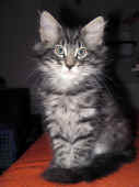 9humphrey_68t_1.jpg (128670 Byte)