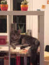 hamlet_4mo_1.jpg (89336 Byte)