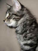 humphrey_10wo_2.jpg (136511 Byte)