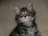 humphrey_10wo_5.jpg (124122 Byte)