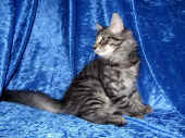 humphrey_12wo_1.jpg (214119 Byte)