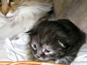 humphrey_2wo_1b.jpg (104225 Byte)