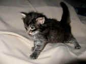 humphrey_4wo_4.jpg (110128 Byte)