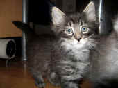 humphrey_6wo_1.jpg (125126 Byte)
