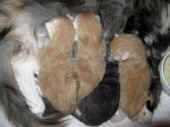 11k_wurf_8t_3.jpg (145803 Byte)