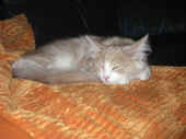 16kalliope_090106_3.jpg.jpg (140312 Byte)