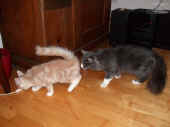 1katana_080601_1.jpg.JPG (60381 Byte)