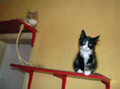 21konfuzius_lyra_090621_1.jpg.jpg (43375 Byte)