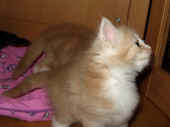 25konfuzius_33t_1.jpg.jpg (78863 Byte)