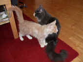2katana_080601_3.jpg.JPG (66857 Byte)