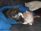 4katana_080602_2.jpg.JPG (49107 Byte)