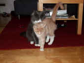 6katana_080602_3.jpg.JPG (58739 Byte)