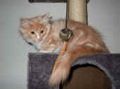 7katana_080603_1.jpg.JPG (65934 Byte)