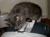 83kopernikus_11wo_2.jpg (85064 Byte)