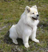hundstage_ot_03_anka.JPG (116547 Byte)