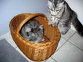 14maximus_metaxa_090909_2.jpg.jpg (168078 Byte)