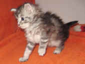 1mephisto_5wo_16.jpg.jpg (88755 Byte)