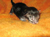 3metaxa_1t_1.jpg (95280 Byte)