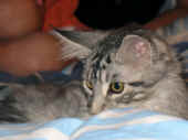 4metaxa_090810_1.jpg.JPG (134767 Byte)