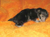 6metaxa_1t_3.jpg (100687 Byte)