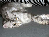7metaxa_090821_1.jpg.JPG (176358 Byte)