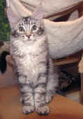 maximus_14wo_1.jpg.jpg (115052 Byte)