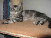 maximus_16wo_2.jpg.jpg (116988 Byte)