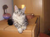 maximus_18wo_2.jpg.jpg (80954 Byte)
