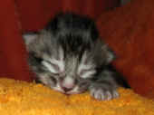 maximus_1wo_8.jpg (85693 Byte)