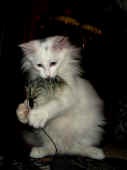 10noshi_4mo_7.jpg (34046 Byte)