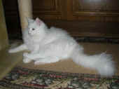10noshi_8mo_1.jpg (94788 Byte)