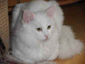 11noshi_100131_2.jpg.jpg (154610 Byte)