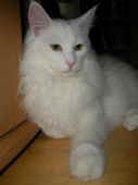 11noshi_8mo_2.jpg (68600 Byte)