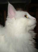 12noshi_9mo_1.jpg.jpg (63795 Byte)