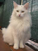 13noshi_9mo_3.jpg (142943 Byte)