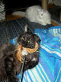 14noshi_9mo_dalamar.jpg (127541 Byte)
