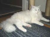 1noshi_090426_1.jpg.JPG (155684 Byte)