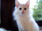1noshi_3mo_1.jpg (46546 Byte)