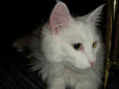 2noshi_090426_2.jpg.JPG (100078 Byte)