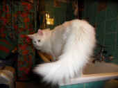 2noshi_100518_1.jpg.jpg (131886 Byte)
