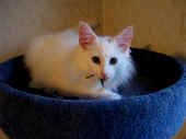 2noshi_3mo_2.jpg (61783 Byte)