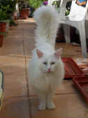 3noshi_100523_1.jpg.jpg (140157 Byte)