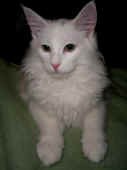 3noshi_5mo_4a.jpg (63166 Byte)