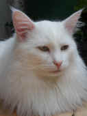 4noshi_100522_2.jpg.jpg (142719 Byte)