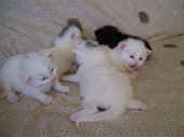 4noshi_22t_1.jpg (55726 Byte)