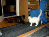 4noshi_4mo_1.jpg (107776 Byte)