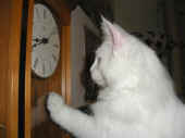 4noshi_6mo_11.jpg (72223 Byte)