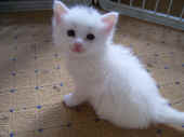 5noshi_1mo_1.jpg (145507 Byte)